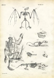 Bat, 1863-79 by Raimundo Petraroja